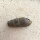 Decollate snail