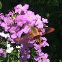 Hummingbird Clearwing