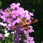 Hummingbird Clearwing