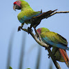 Great Geen Macaw