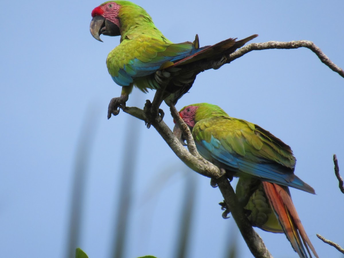 Great Geen Macaw