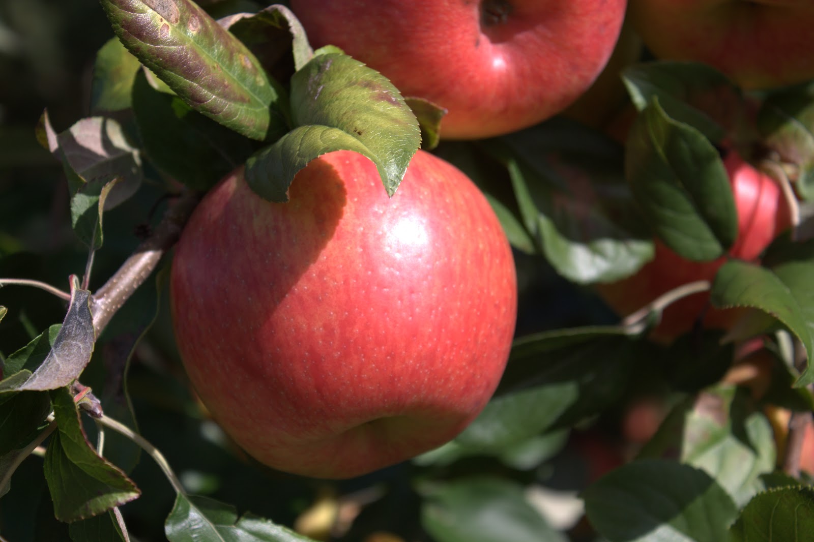 File:Honeycrisp apples.jpg