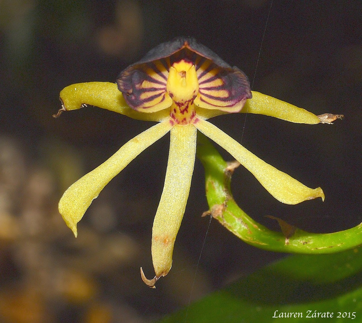 Cockleshell or Clamshell Orchid