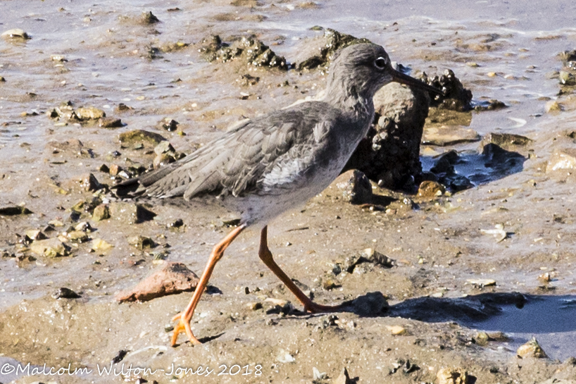 Redshank