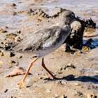 Redshank