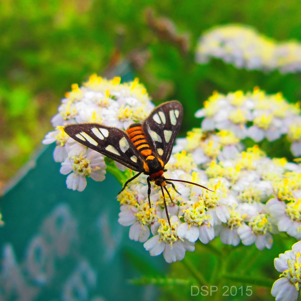 Tiger Moth