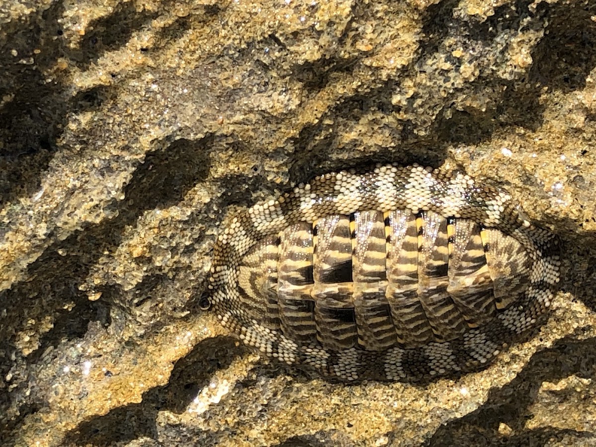 Squamose Chiton