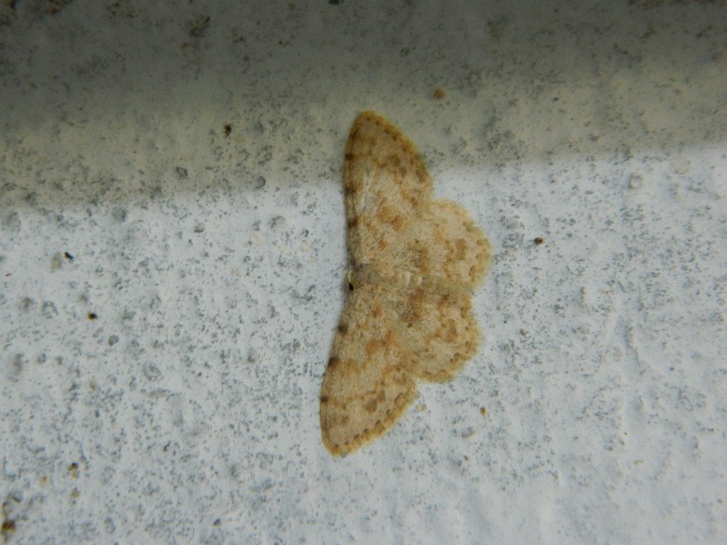 Scopula moth