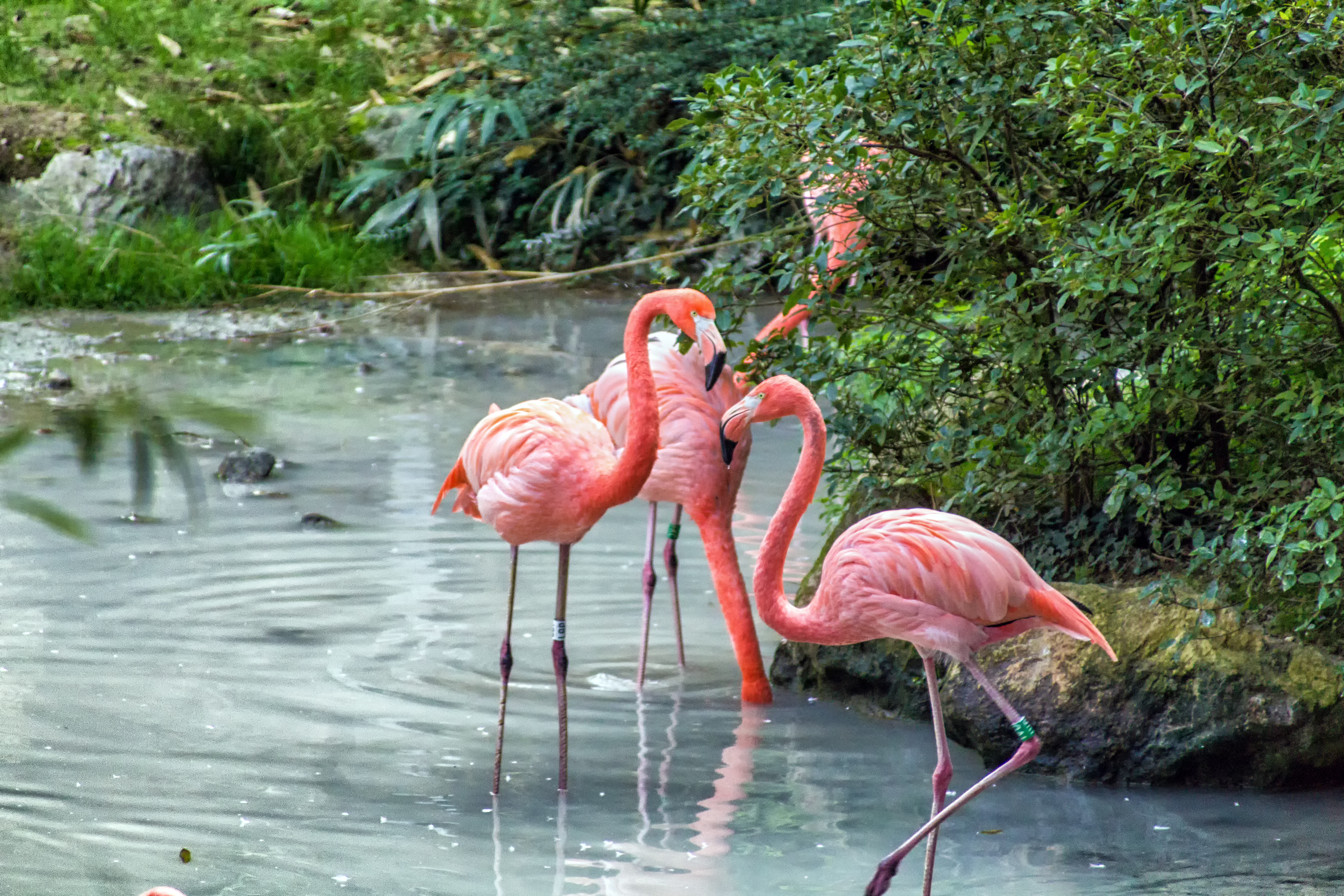 Pink flamingo di marco Spinelli