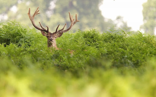 Majestic Stag Hiding Among Lush Green Ferns screenshot 2