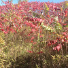 Staghorn Sumac