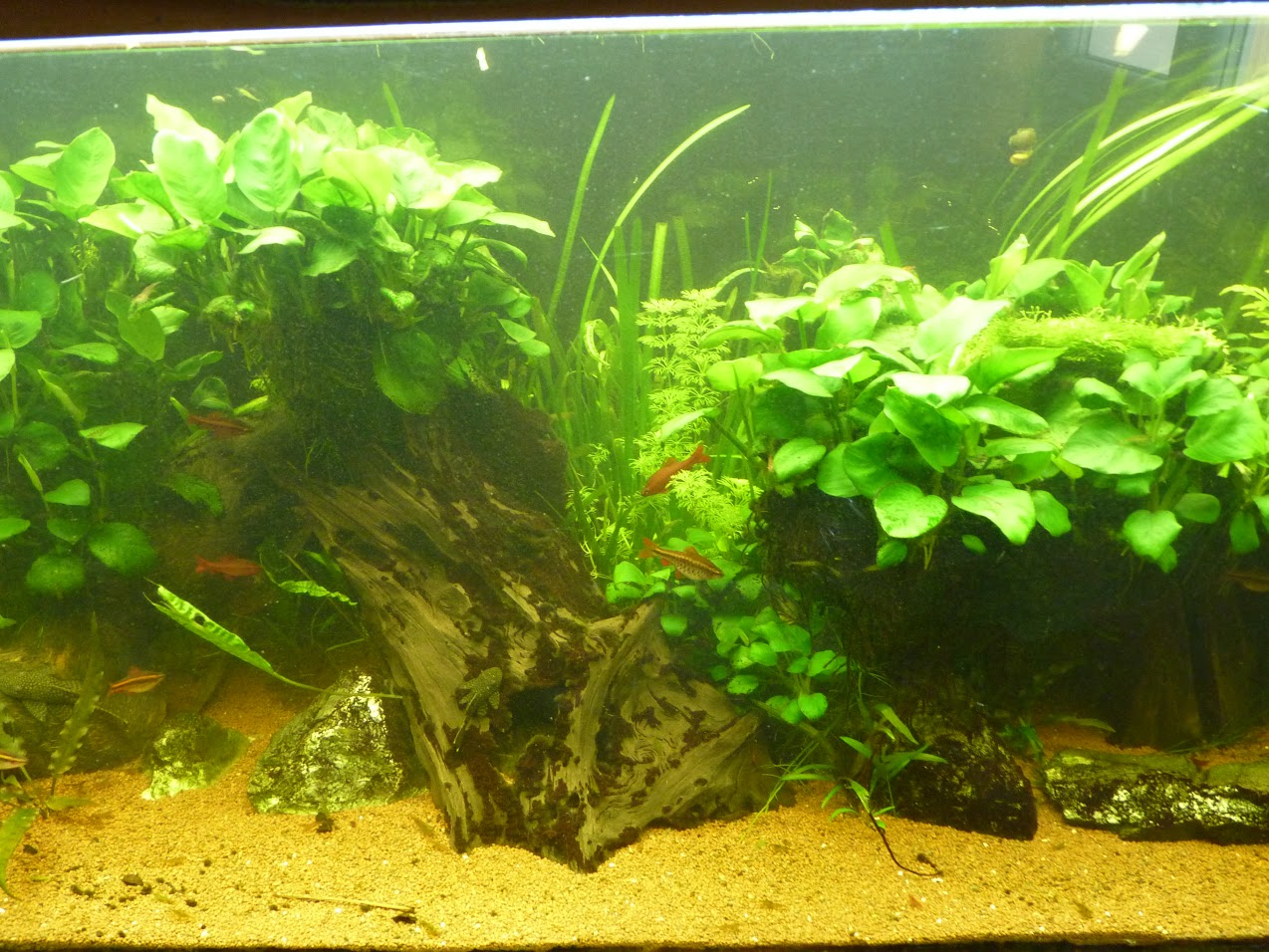 Ma petit histoire Aquariophile de 2009 à aujourd'hui  JuTR9uyVmhbykovcKluxqU5arc6_GLj8XY8Rw7NYlCk=w1274-h956-no