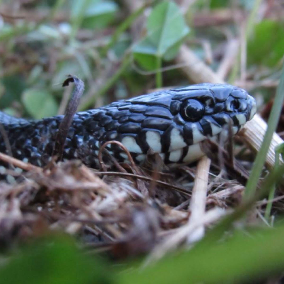 Eastern Black King Snake
