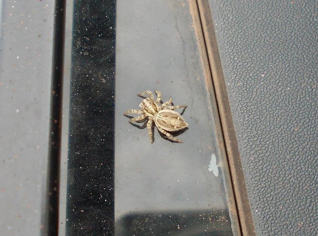 Juvenile Plexippus jumping spider