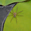 Six-spotted Fishing Spider