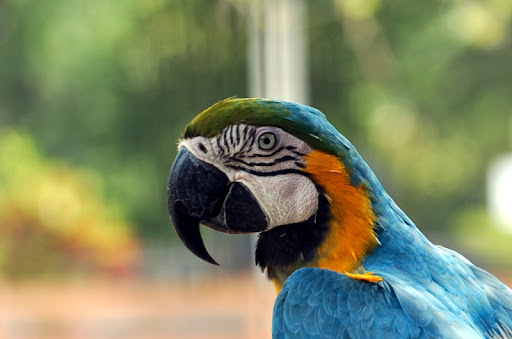 Parrot Denies Evolution – Creation Moments