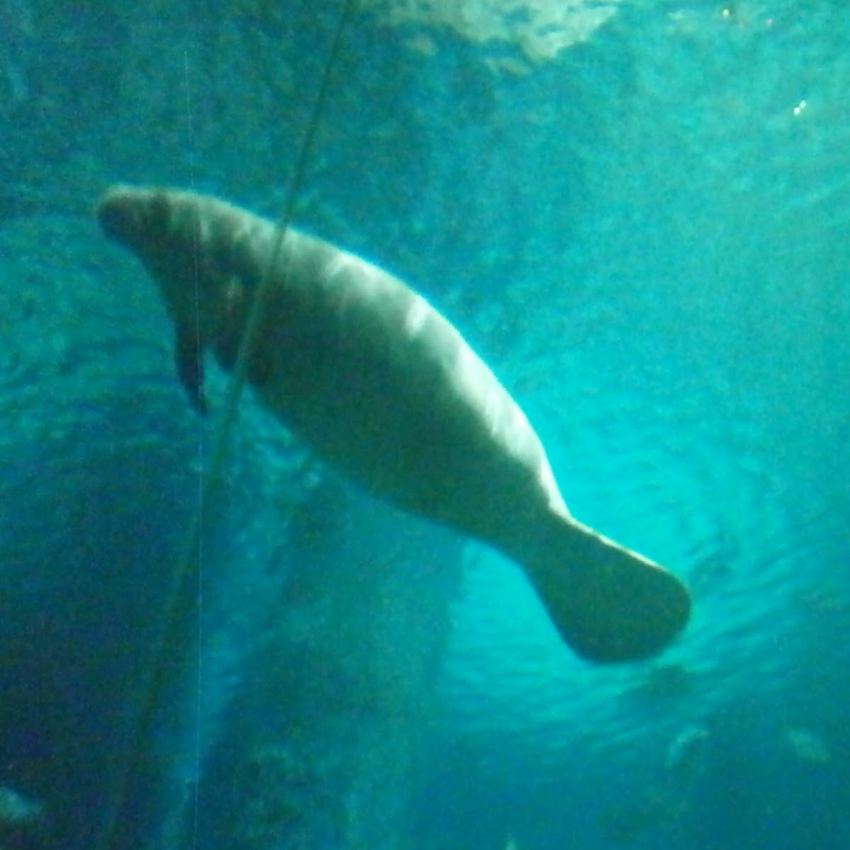 Amazonian Manatee