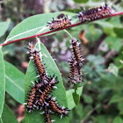 Milkweed Tussock Moth