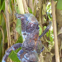 Coconut crab