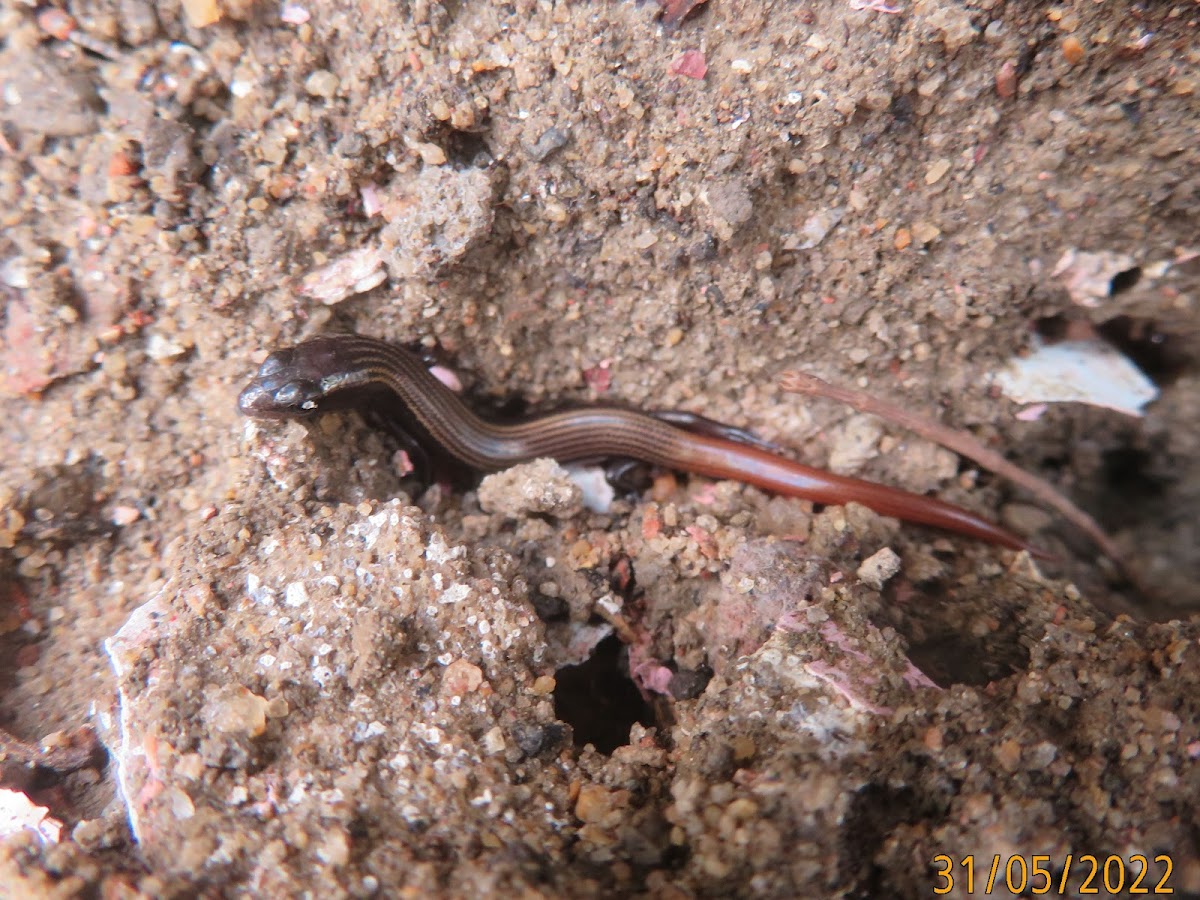 Common Dotted garden-Skink