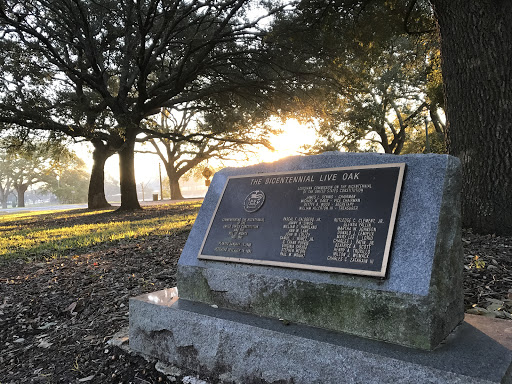 The Bicentennial Live Oak