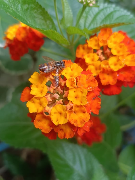 Lantana