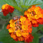 Lantana