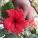 Hibiscus (Red)