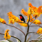 Scarlet-chested Sunbird