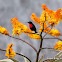 Scarlet-chested Sunbird