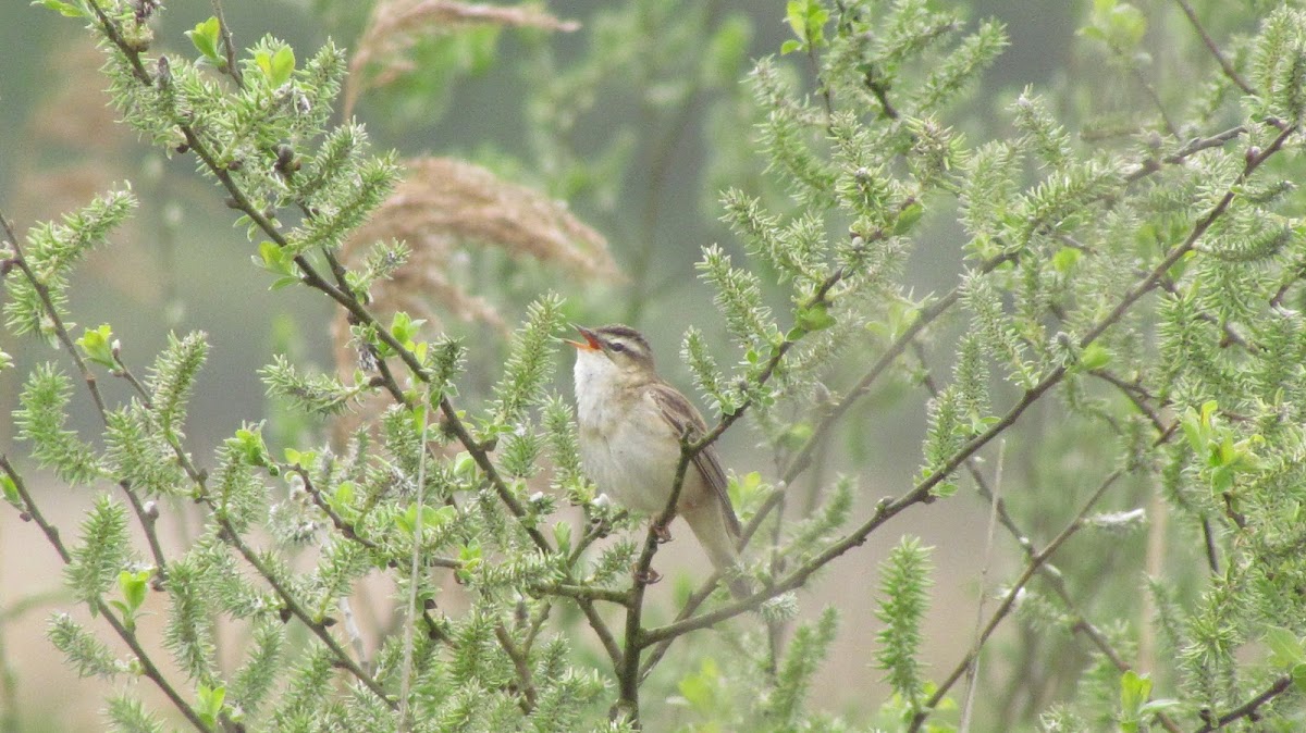 Sedge warbler