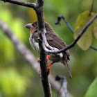 Bornean Brown Barbet