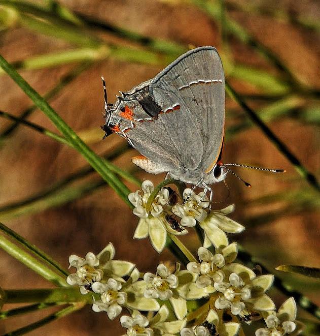 Gray hairstreak