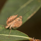 Boxer Mantis