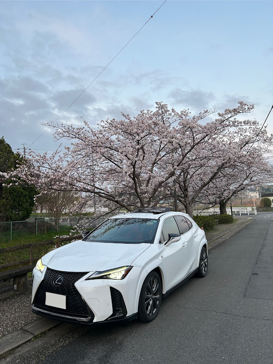 UXの桜に関するカスタム事例の投稿画像2枚目
