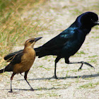 Boat-tailed Grackle (pair)