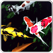 Koi 3D Live Wallpaper 1.2 Icon