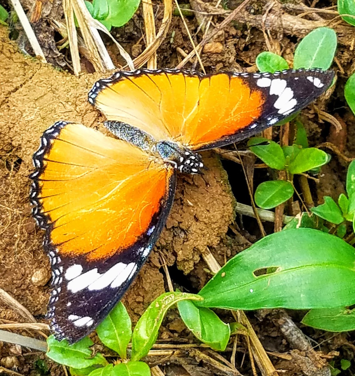 Danaid eggfly female