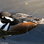 Hooded Merganser