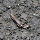 Caterpillar