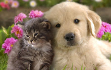 Cats & Dogs Wallpapers Cat Dog Puppies Themes small promo image