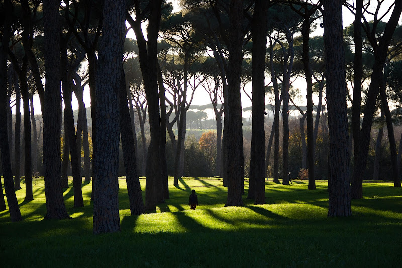 come un albero tra gli alberi  di Lizzi