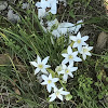 Rue-anemone