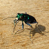 Six-spotted Tiger Beetle