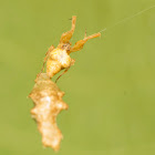 Hackled Orb-Weaver