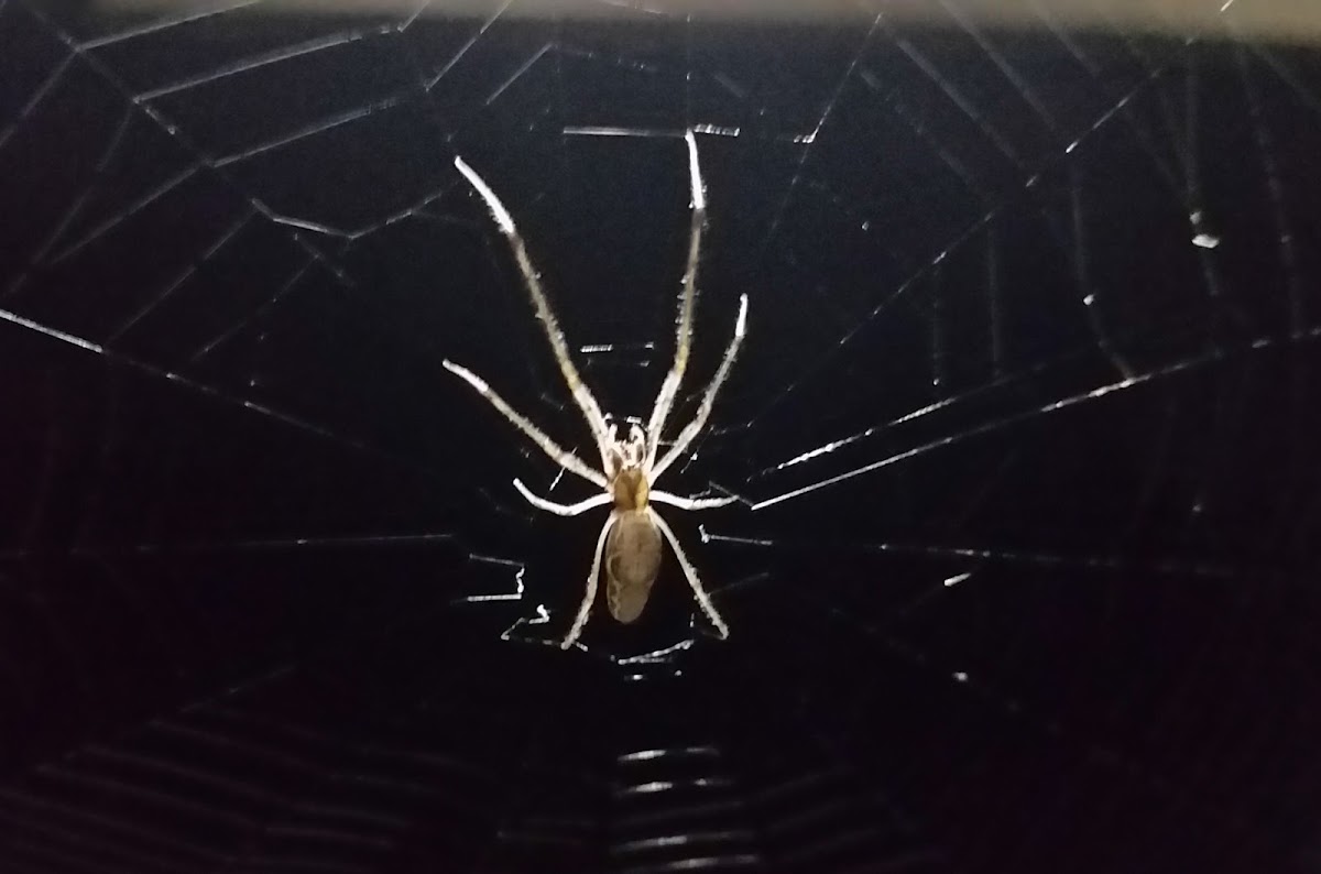 Long-jawed orb weaver