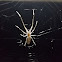 Long-jawed orb weaver