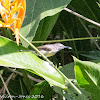 Copper-throated Sunbird