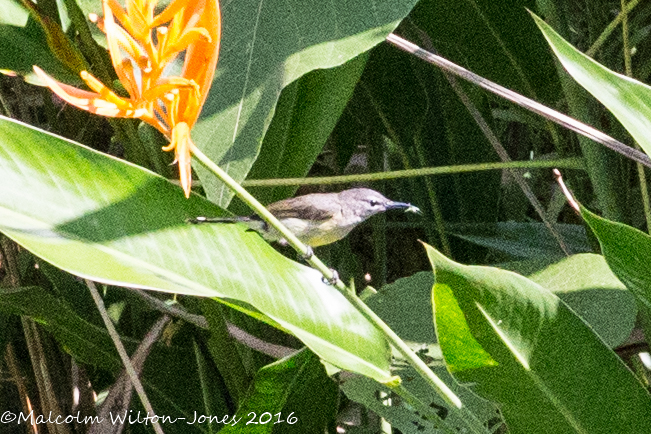 Copper-throated Sunbird