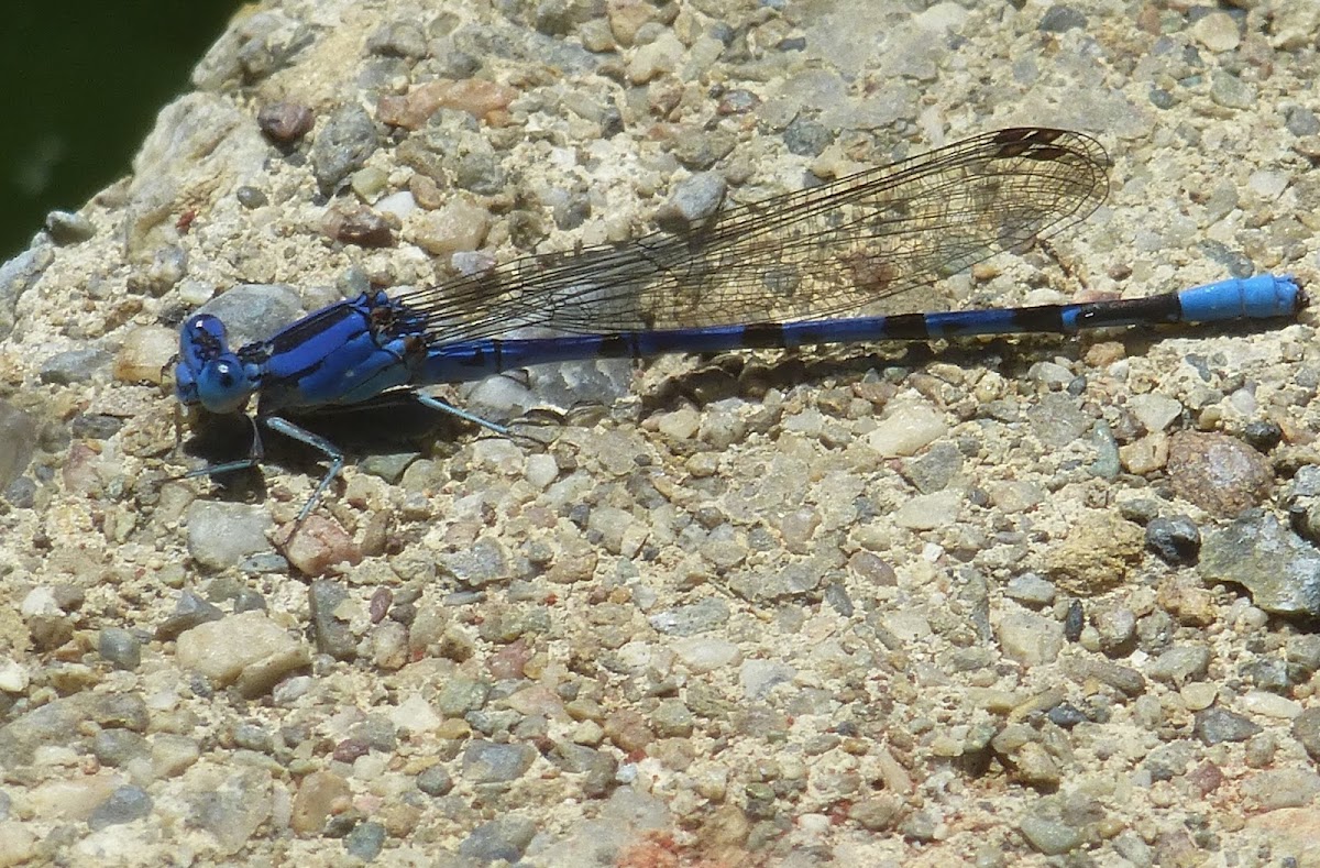 Vivid dancer